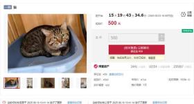 500元起拍的“抵债猫”引两千多人竞拍 资产管理公司回应