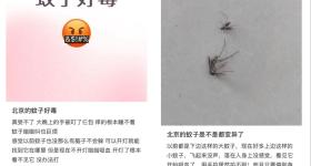 全球“最毒”的蚊子，为何批量北上