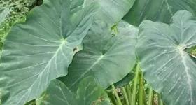这种植物全株都有毒，却广泛被放进奶茶、甜品、炖排骨里