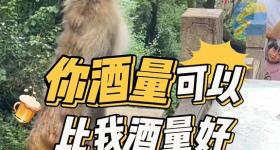 大爷在公园给野生猕猴喂白酒，还夸猴子酒量好，公园回应