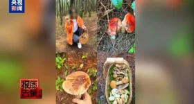 云南大理“采菌游”爆火，央视：野生菌或致命 组织方无资质