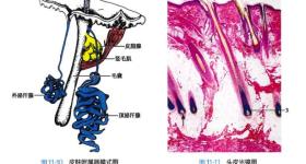 白头发拔一根长三根？到底能不能拔？终于弄清楚了！