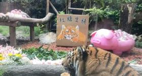 上海“女明星”即将告别？网友急了：听到这个消息太伤心了
