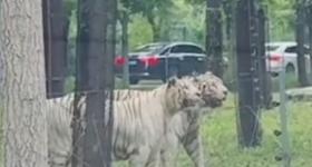 游客猛兽区下车当老虎面吵架？动物园回应