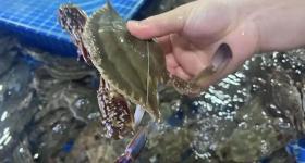 掀开螃蟹壳后密密麻麻，疑似“寄生虫”？专家：能吃