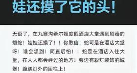 九寨沟一酒店出现毒蛇 孩子还上手摸