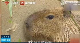 卡比巴拉“豆包”中秋前后办婚礼！此前被悬赏通缉火遍全网