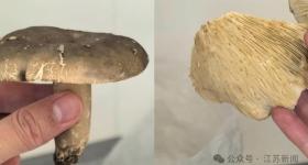 虫眼蘑菇无毒？已有人躺进急诊室！医生紧急提醒