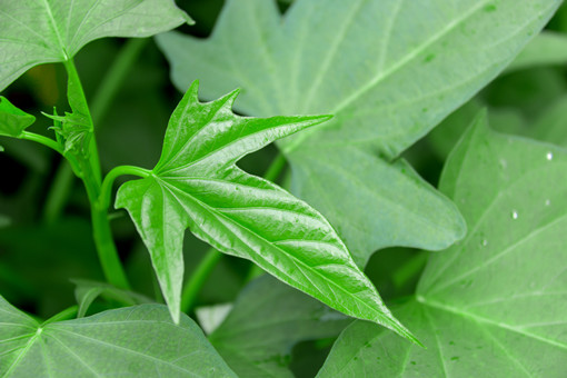 红薯叶长得太茂盛要剪掉吗?番薯怎么种?