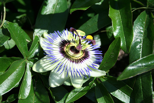 西番莲花种植方法