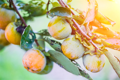 如何防治柿子上的蚧壳虫？