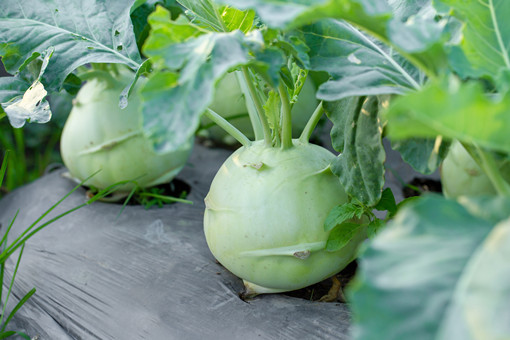 大头菜什么时候种?需要哪些种植条件?