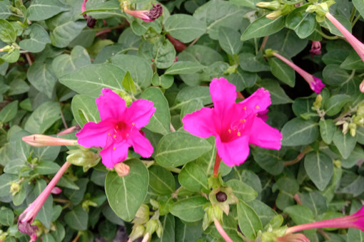 紫茉莉怎么播种?
