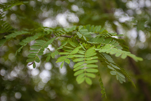 蒺藜是一种什么样的植物？
