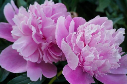 什么季节适合栽培洛阳牡丹？栽培的步骤与注意事项介绍！