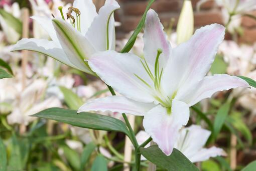 百合花水养技巧与方法介绍！