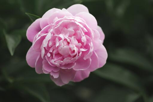 芍药就是芍药花吗？它是花还是药？