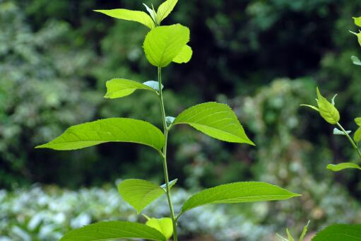 什么季节适合栽培杜仲？杜仲种植和播种的方法有哪些？