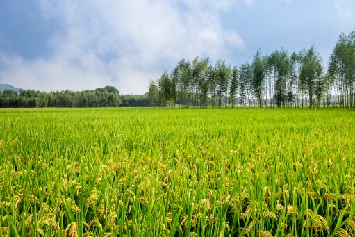 夏至适合种植什么食物？14种植物介绍！