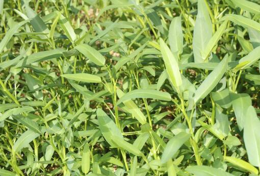 夏至适合种植什么食物？14种植物介绍！